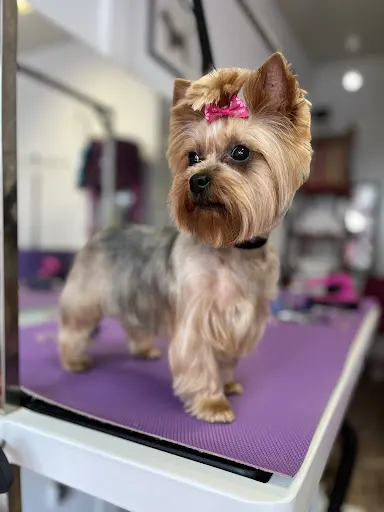 Pink Julian psi fryzjer, groomer